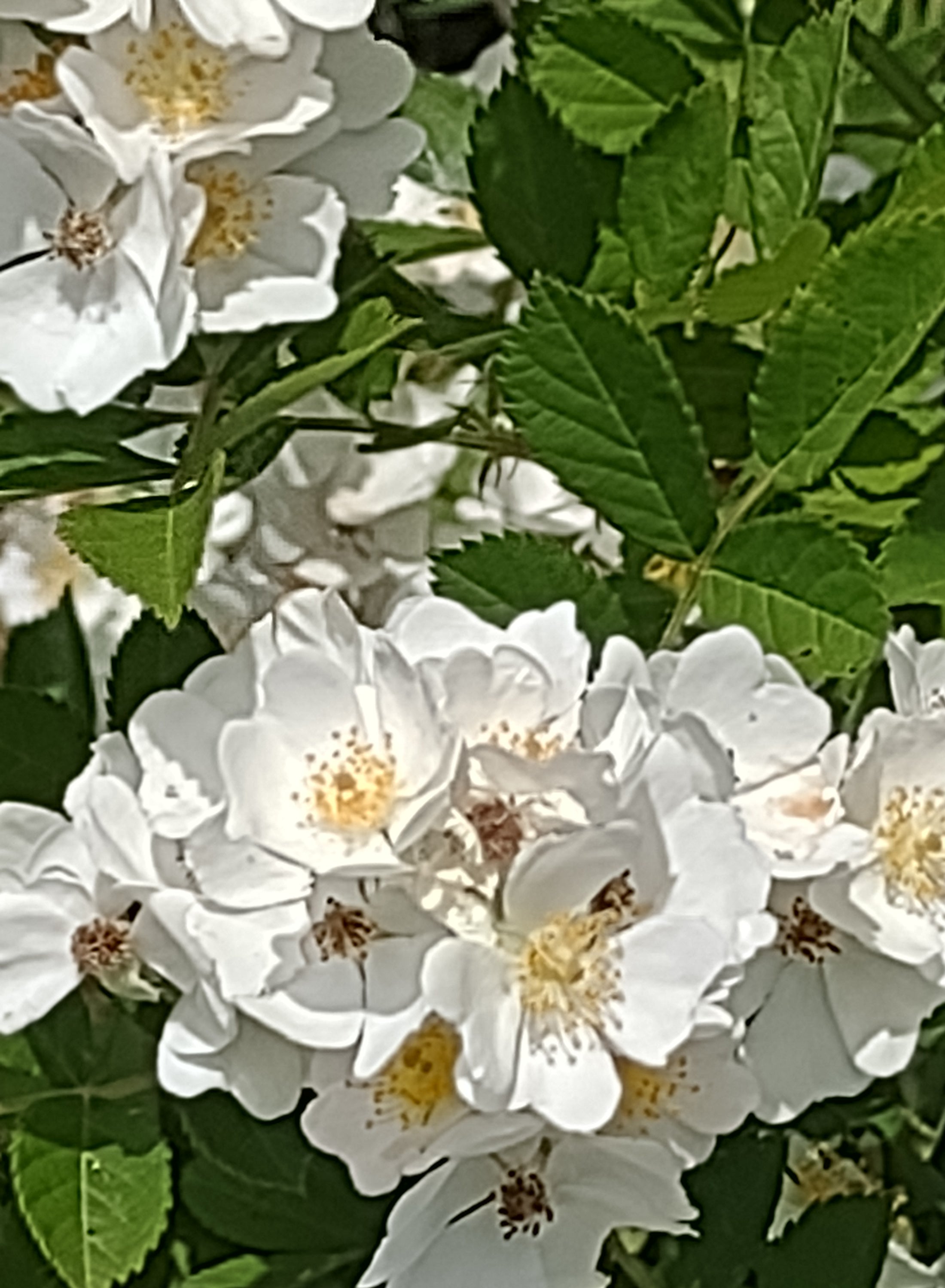 Close-up of white flowers with green leaves