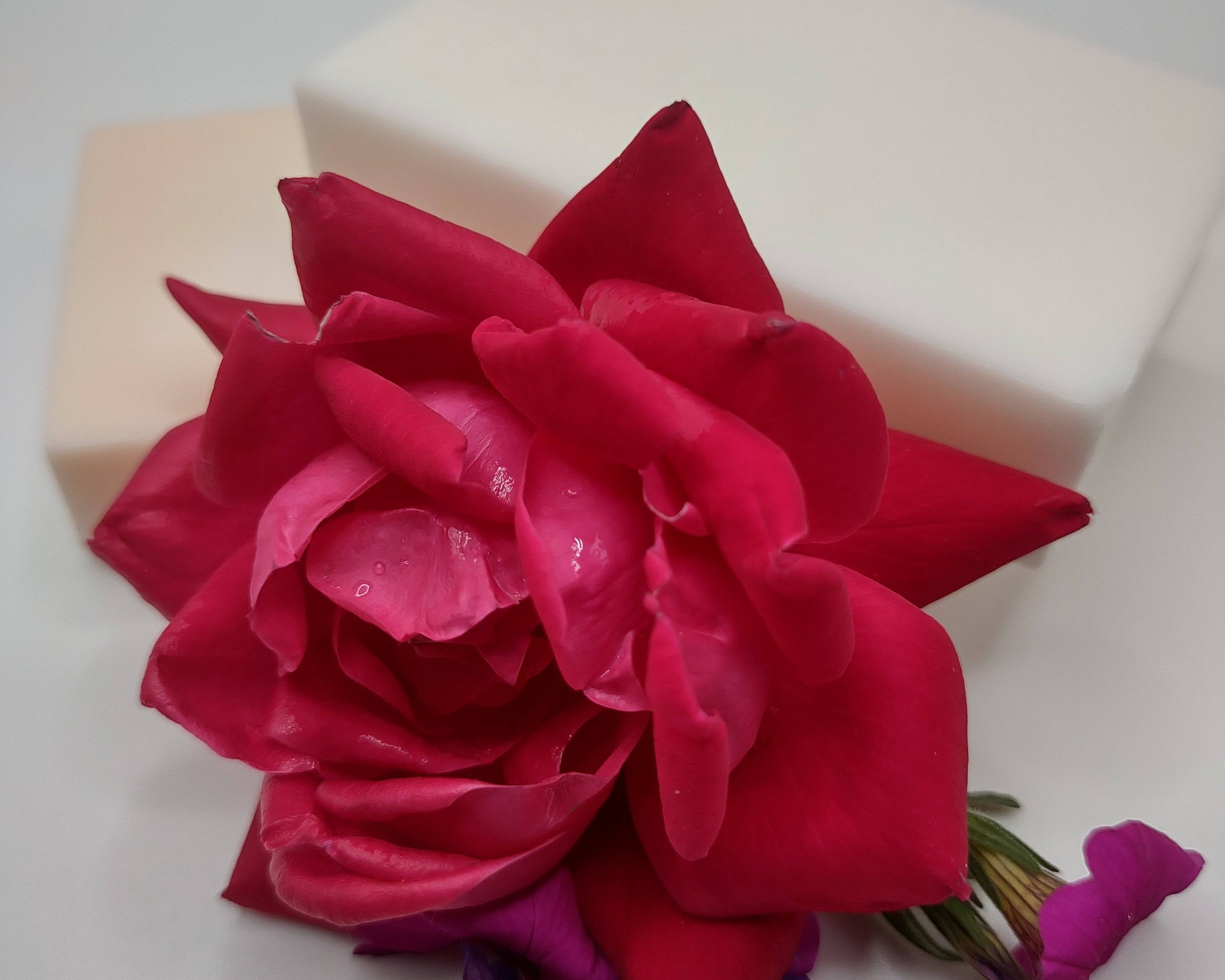 AMLA NATURALS Opulence Essence Orange Creamsicle Soap - NEWYORKLISTED